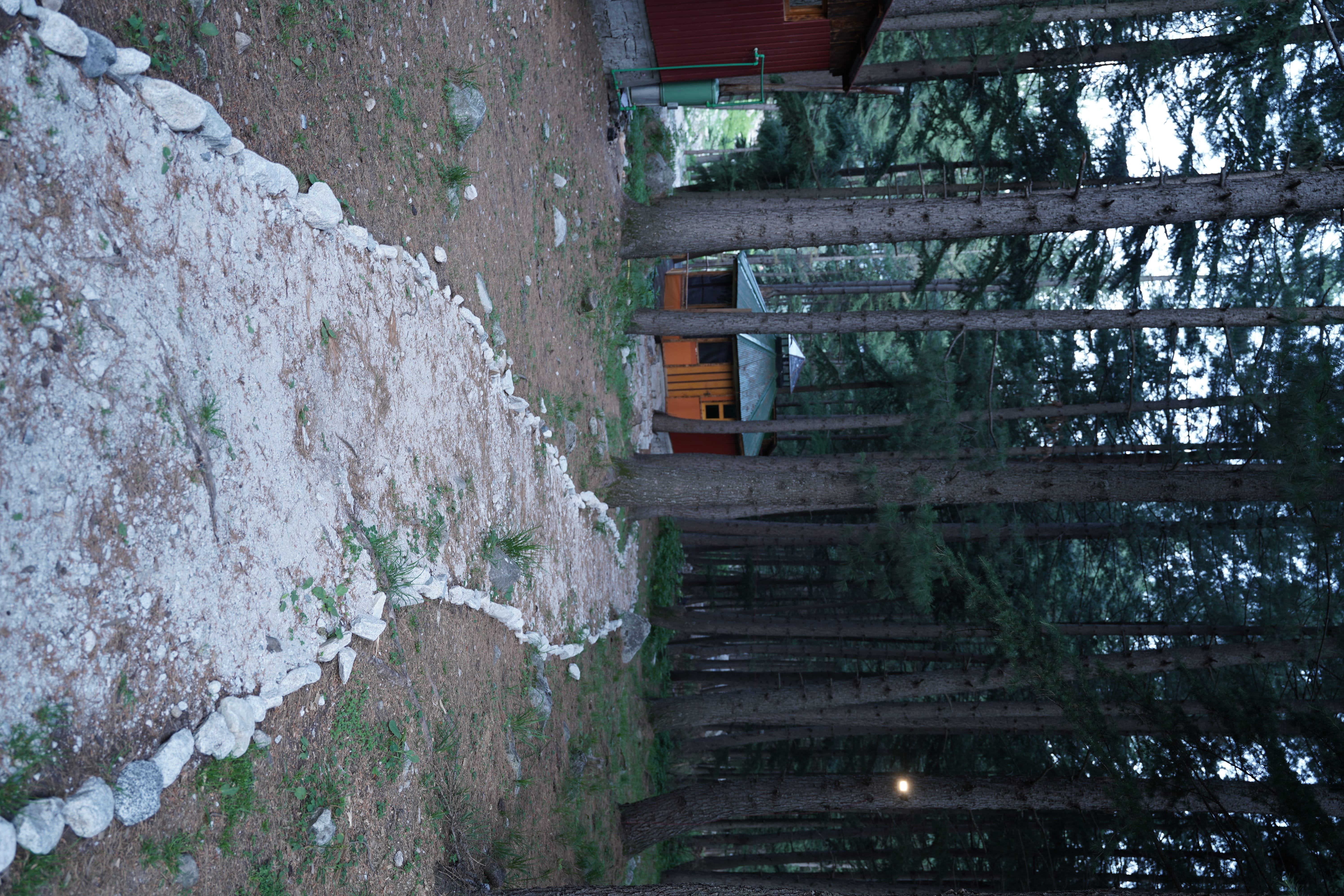 Winding stone-bordered pathway through pine forest at dusk